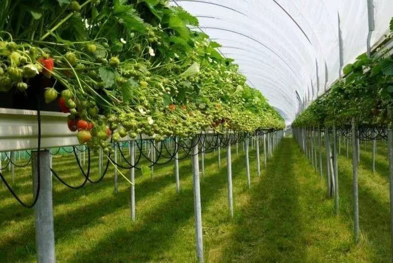 草莓种植系统